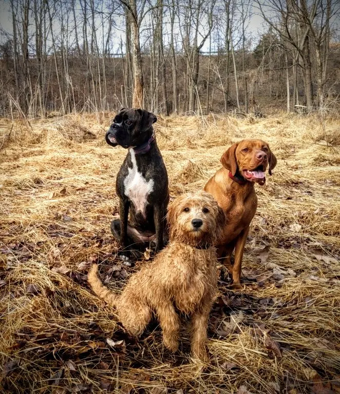 A portrait of three dogs in the field